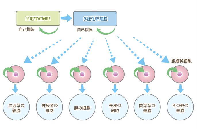 2．幹細胞とは